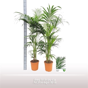 Howea forsteriana