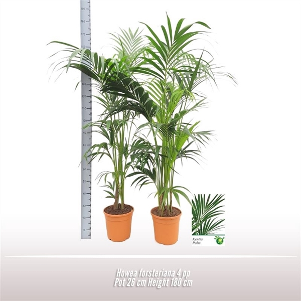 <h4>Howea forsteriana</h4>