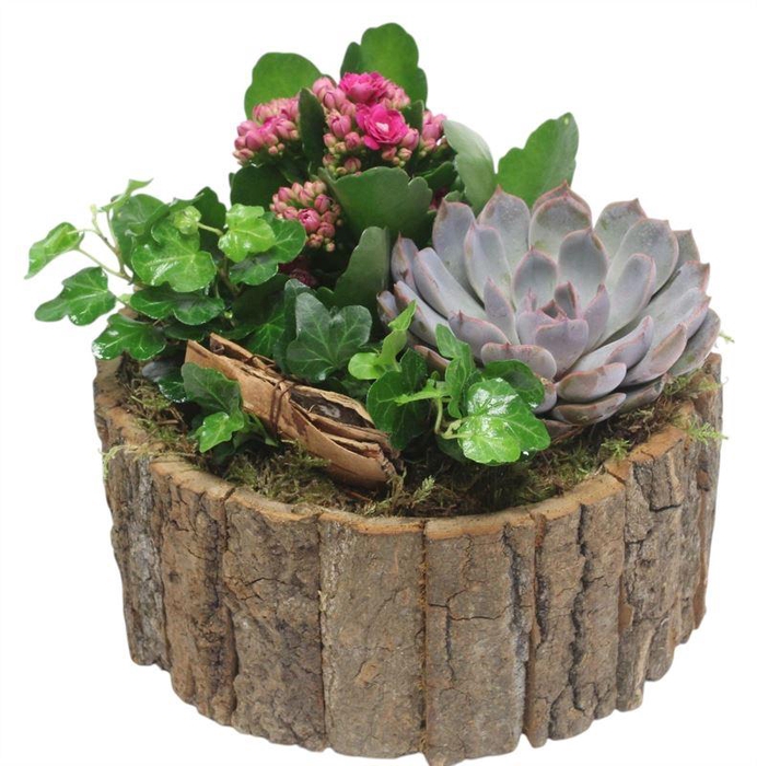 4748 SCHORS ROND ROZE/LILA