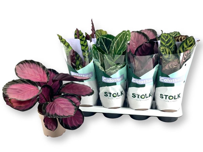 <h4>CALAT GEM 4 SRT</h4>