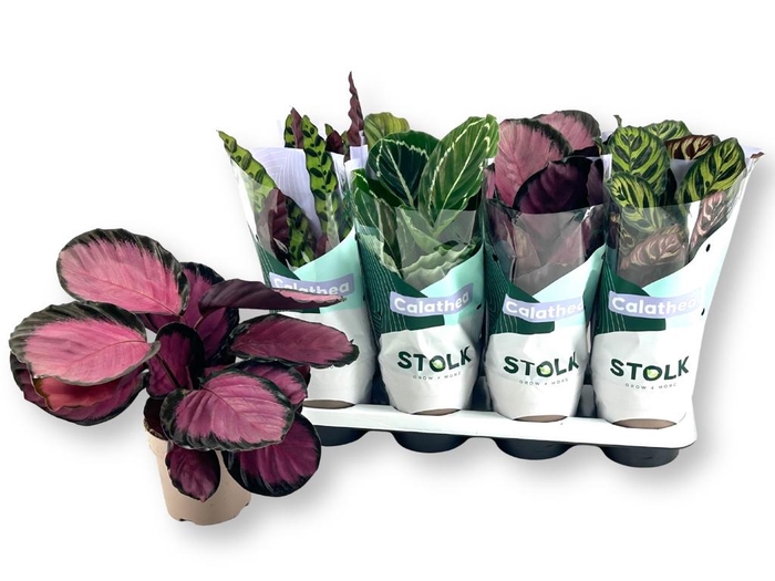 <h4>CALAT GEM 4 SRT</h4>