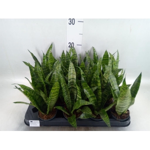 Sansevieria trifa. 'Black Coral'
