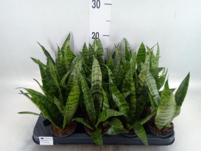 <h4>Sansevieria trifa. 'Black Coral'</h4>