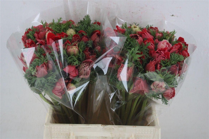 <h4>Anem Levante Red</h4>