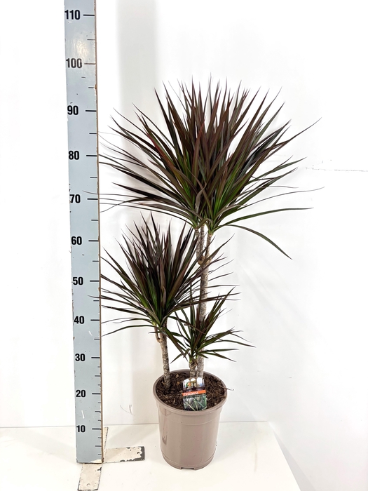 <h4>DRA MARG MAGENTA</h4>