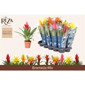 BROMELIA GEM 6 SRT