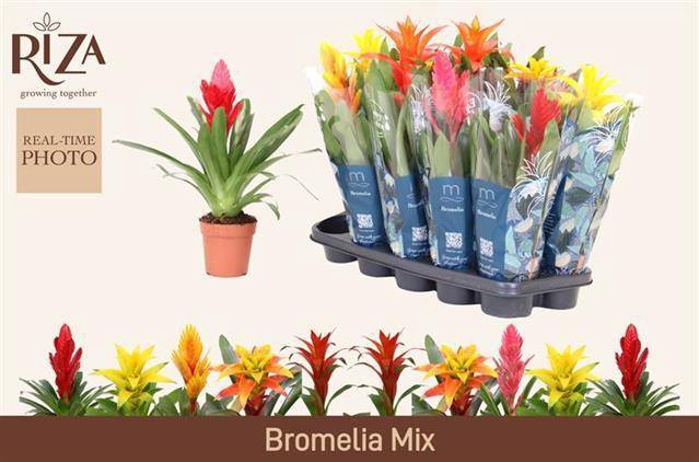 <h4>BROMELIA GEM 6 SRT</h4>