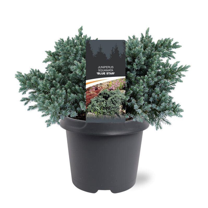 <h4>Juniperus squamata Blue Star</h4>