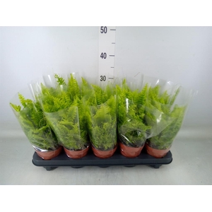 Nephrolepis exal. 'Boston BlueBell'