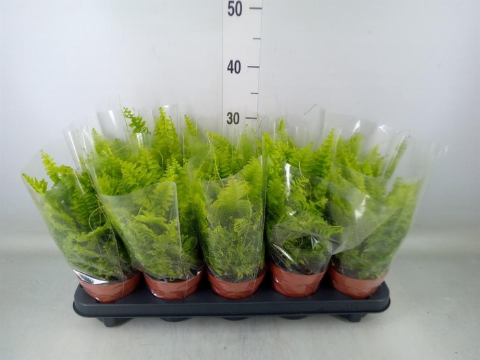 <h4>Nephrolepis exal. 'Boston BlueBell'</h4>