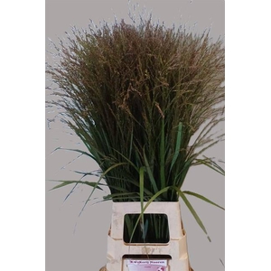 Panicum Warrior Nooren