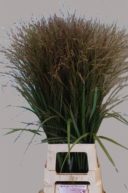 <h4>Panicum Warrior Nooren</h4>