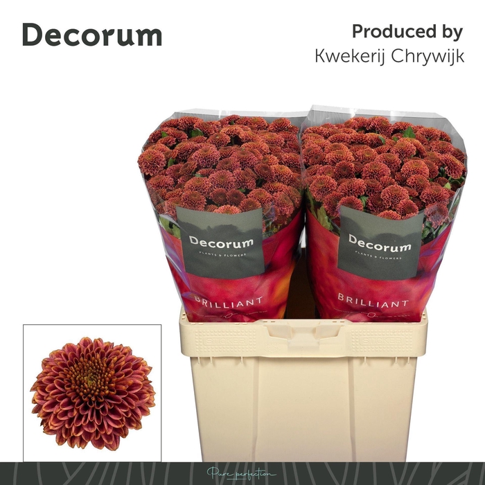 <h4>Chr San AAA Doria Cherry</h4>