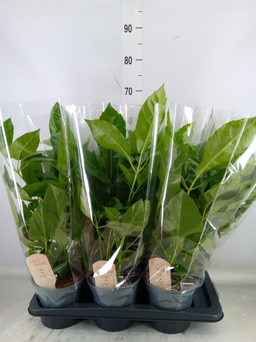 <h4>Schefflera actin.</h4>