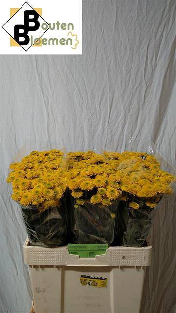 <h4>CHR SAN AURINKO</h4>