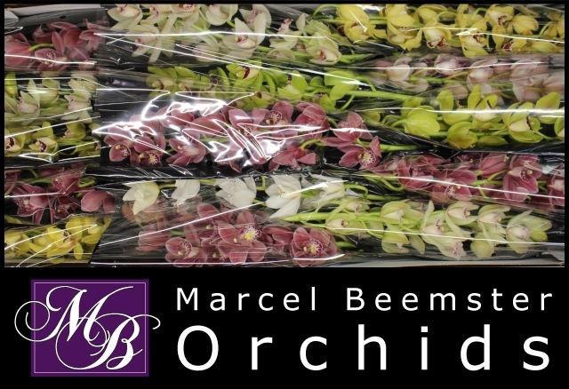 <h4>CYMB MI GEM</h4>