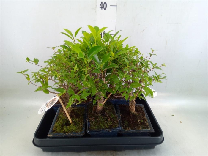 <h4>Bonsai   ...mix</h4>