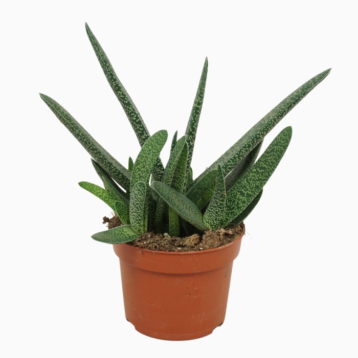 <h4>Gasteria carinata var. verrucosa</h4>