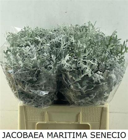 <h4>Jacobaea Ovidius</h4>