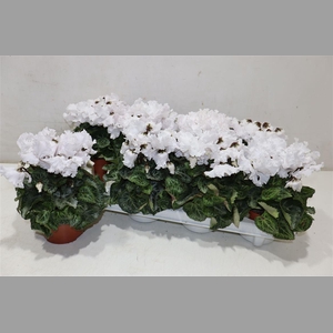 Cycl Md Sup Merengue White