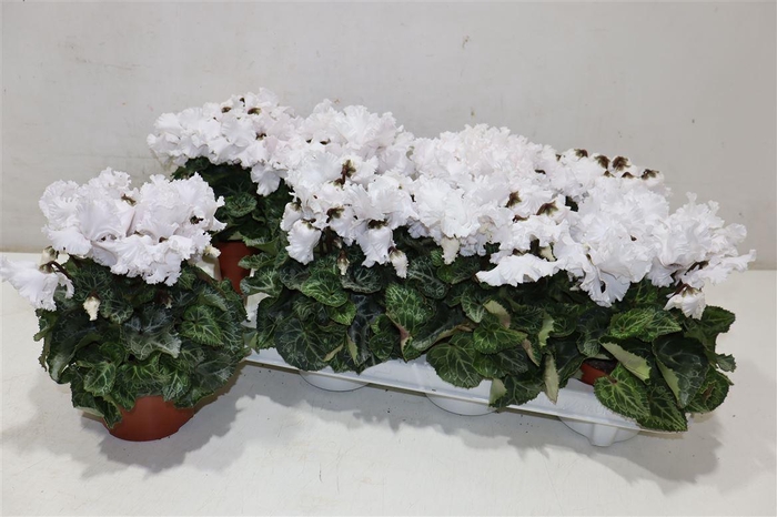 <h4>Cycl Md Sup Merengue White</h4>