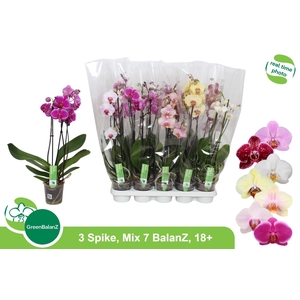 PHAL GEM 7 KL