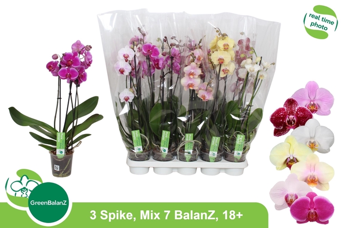 <h4>PHAL GEM 7 KL</h4>