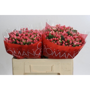 Hypericum Sweet Romance