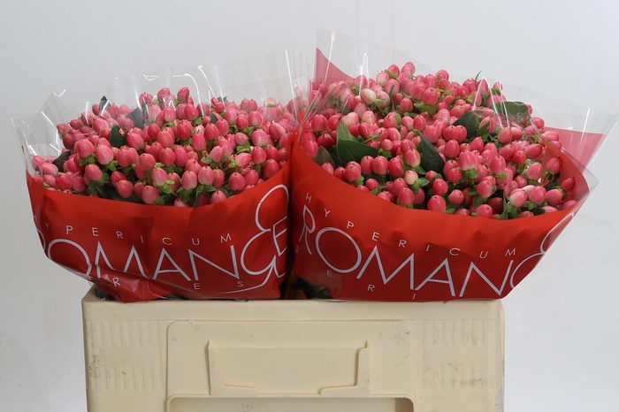 <h4>Hypericum Sweet Romance</h4>