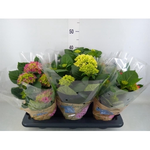 Hydrangea mac.   ...mix