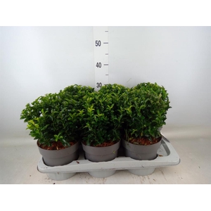 Euonymus japon. 'Green Spire'