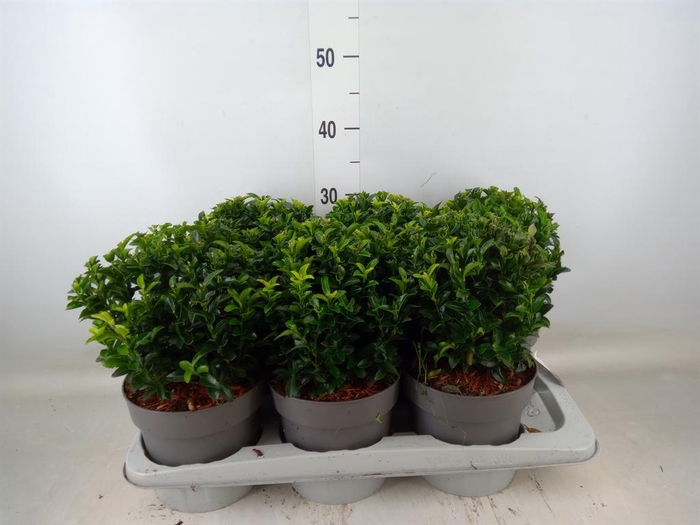 <h4>Euonymus japon. 'Green Spire'</h4>