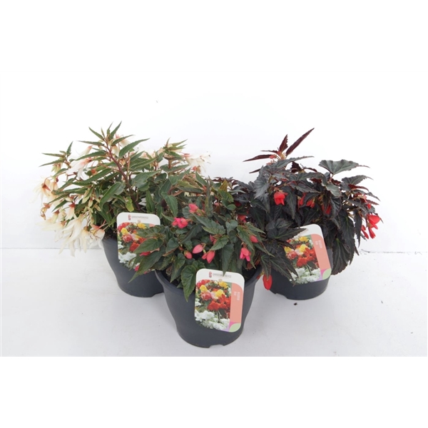 <h4>Begonia Mix</h4>