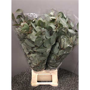 Euca Popul Med 300gr