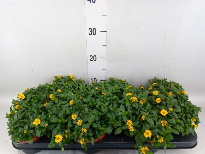 <h4>Sanvitalia proc.</h4>