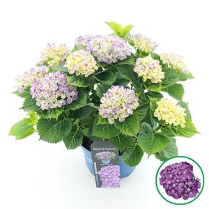 Hydrangea macr. Royalty® 'Rosie'® Paars C5 (23cm.) Kn.
