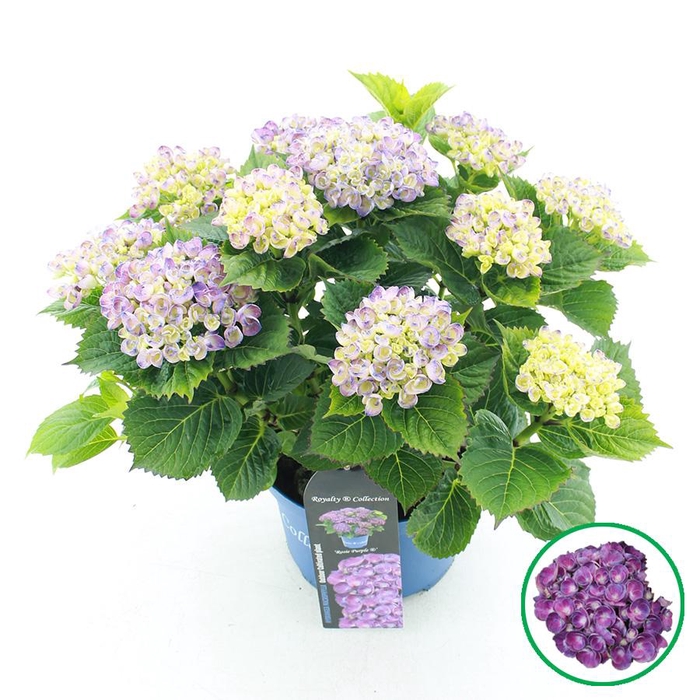 <h4>Hydrangea macr. Royalty® 'Rosie'® Paars C5 (23cm.) Kn.</h4>