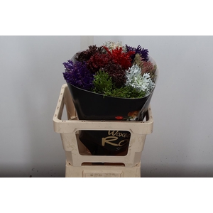 Brassica Wx (spider) Mixed