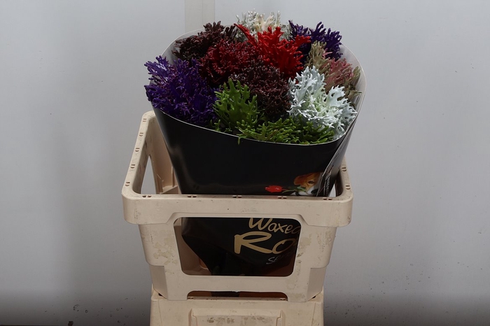 <h4>Brassica Wx (spider) Mixed</h4>