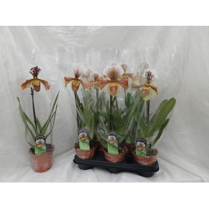 PAPH AMERIKA HYB GEM