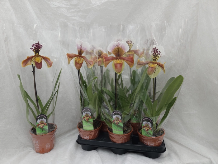 <h4>PAPH AMERIKA HYB GEM</h4>