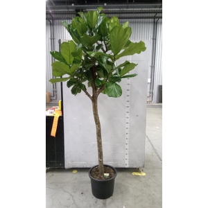 Ficus lyrata