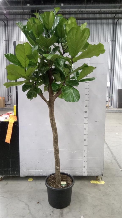 <h4>Ficus lyrata</h4>