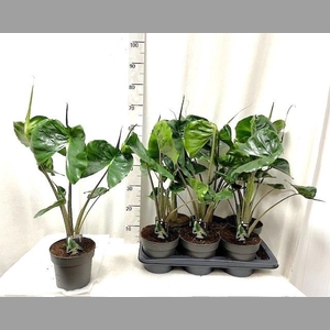 ALOC MACROR STINGRAY