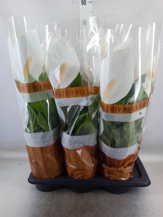 <h4>Spathiphyllum  'Sweet Chico'</h4>