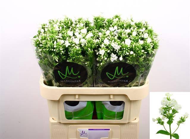 <h4>Phlox P Icecap</h4>