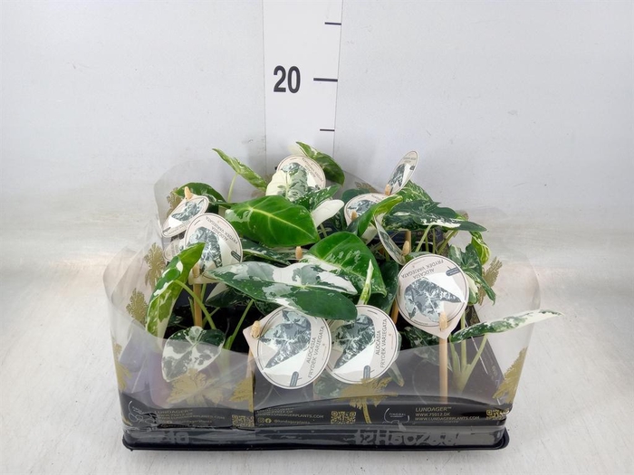 <h4>Alocasia   ...</h4>