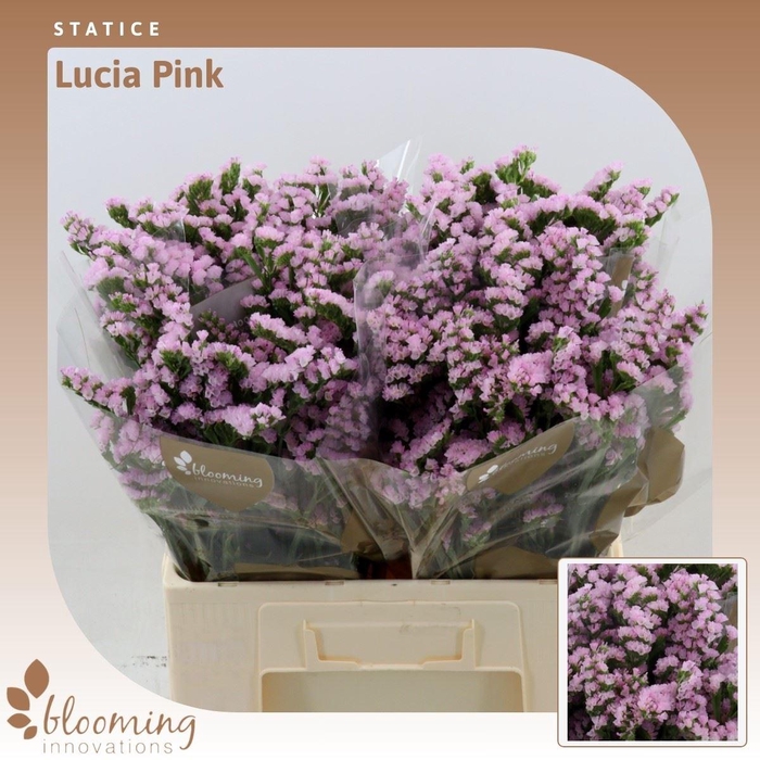 <h4>Statice Lucia Pink</h4>