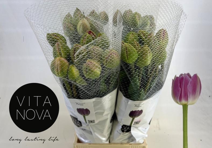 <h4>TU DU PINZA</h4>