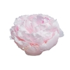 Paeonia Reine Hortense